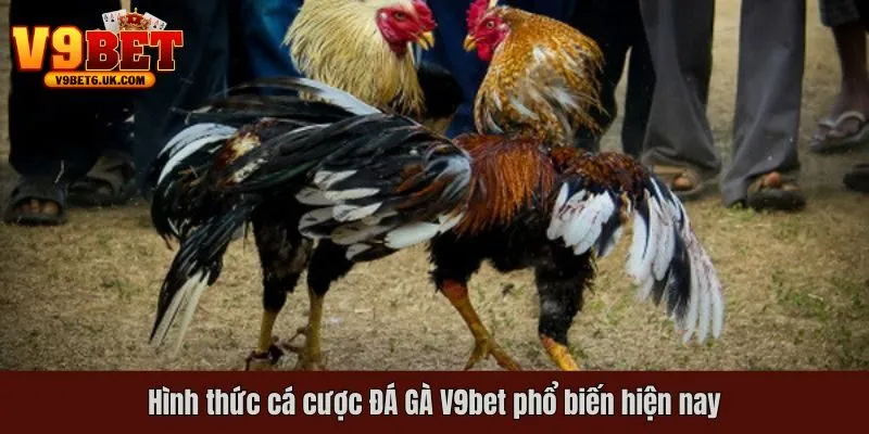 Hình thức cá cược ĐÁ GÀ V9bet phổ biến hiện nay