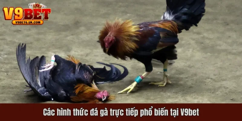 Các hình thức đá gà trực tiếp phổ biến tại V9bet