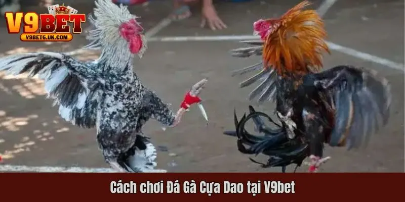 Hướng dẫn chơi Đá Gà Cựa Dao cho người mới tham gia