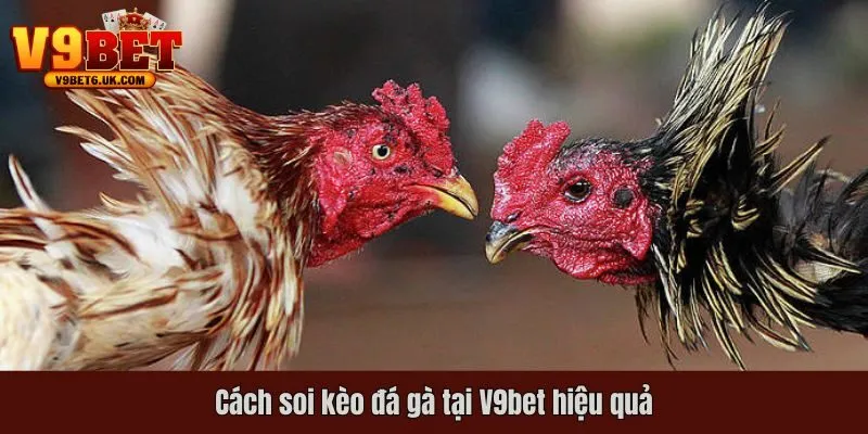 Cách soi kèo đá gà tại V9bet hiệu quả