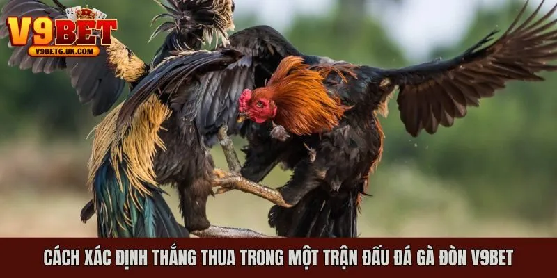 Cách xác định kết quả thắng thua trong một trận đá gà đòn