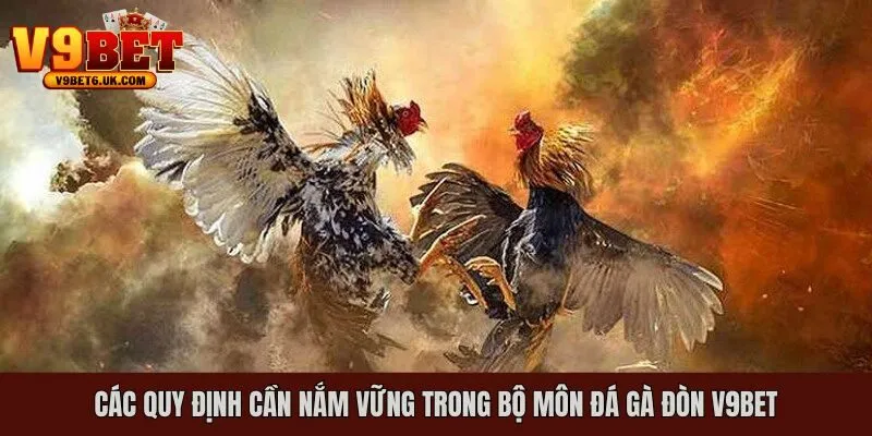 Những quy định cần nắm vững khi tham gia đá gà đòn