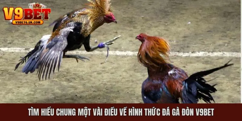 Giới thiệu chung một số điểm cần nắm được về loại hình đá gà đòn V9bet