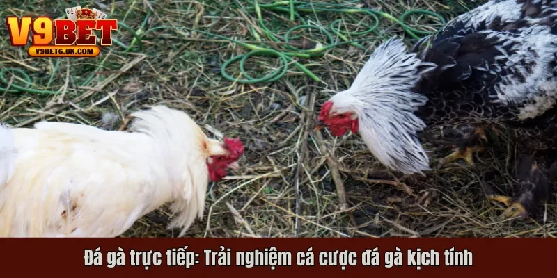 đá gà trực tiếp