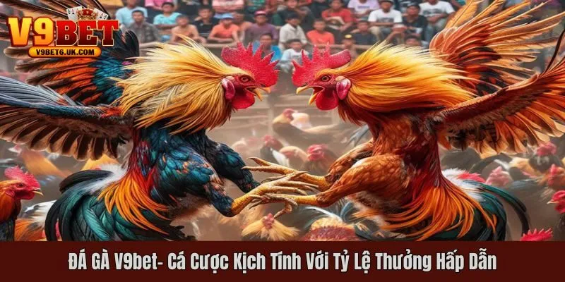Sảnh đá gà hấp dẫn hàng đầu tại V9bet