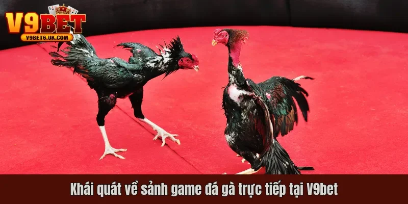 Khái quát về sảnh game đá gà trực tiếp tại V9bet
