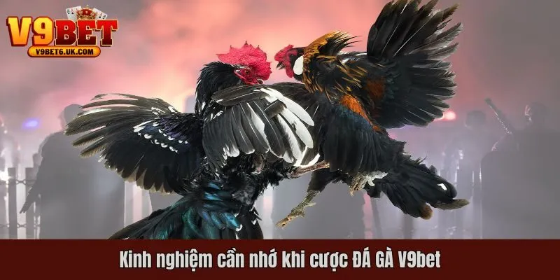 Kinh nghiệm cần nhớ khi cược đá gà tại V9bet