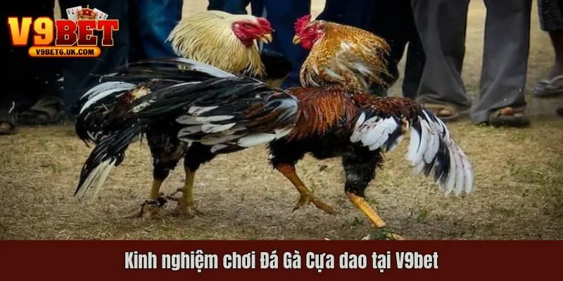 Kinh nghiệm chơi Đá Gà Cựa Dao từ các cao thủ