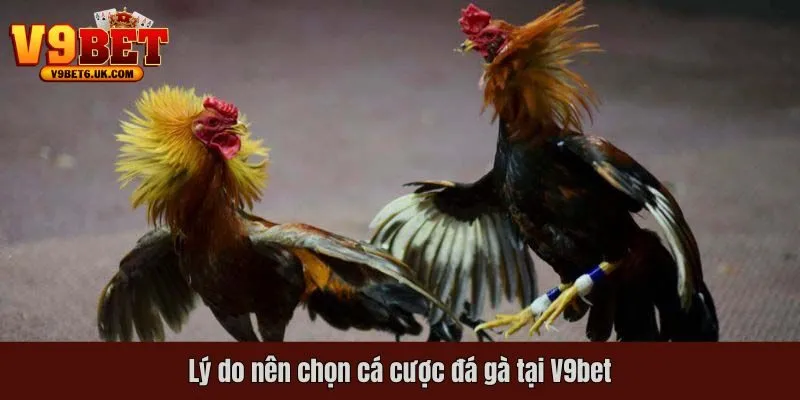 Lý do nên chọn cá cược đá gà tại V9bet
