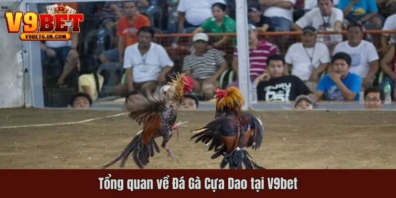 Giới thiệu tổng quan về Đá Gà Cựa Dao cực hot