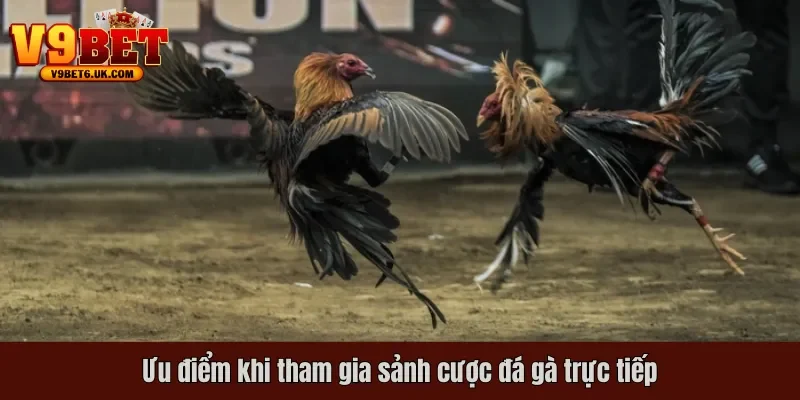Ưu điểm khi tham gia sảnh cược đá gà trực tiếp